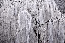 L'albero degli angeli