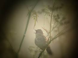 Come un onda fresca e odorosa