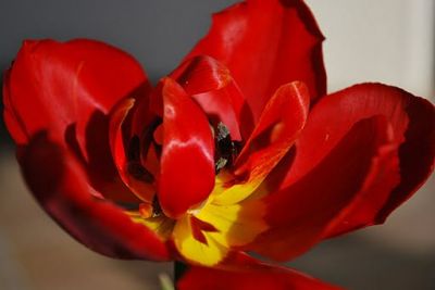 Quattro petali di rosa scarlatta