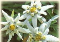 La dinamica sognante