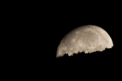 Boschetto di baci persi