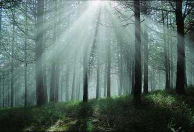 Pogger� il mento su una mano