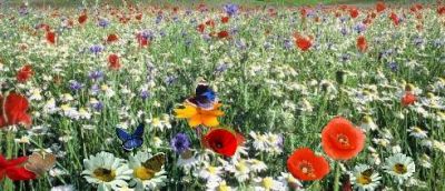 La mia età, non ti può Amare