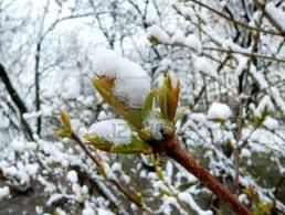 Lacrime di gemme morte