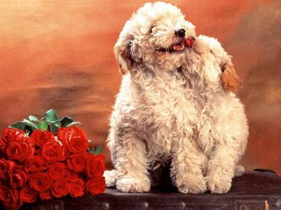 Come sa fare chi ti vuole bene