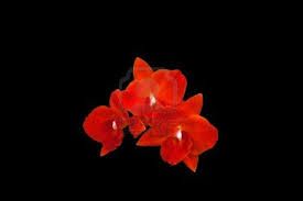 Il colpo che disegn� l'orchidea rossa