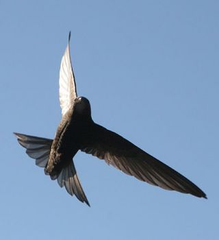 Sull'ali d'un rondone  