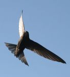 Sull'ali d'un rondone  