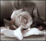 Il roseto ha messo gli occhi