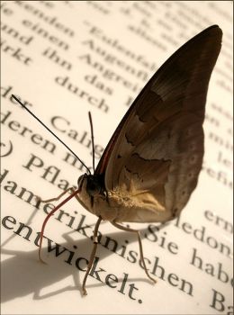 Il peso specifico della parola