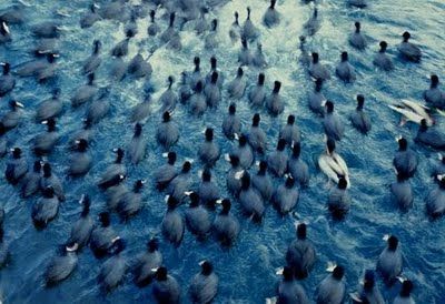 Come migranti folaghe