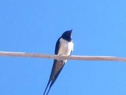 6 Aprile, ore 15, 30