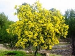 Piccolo grande fiore