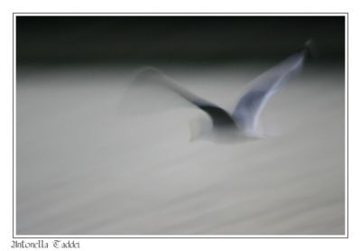 L�eco del gabbiano  