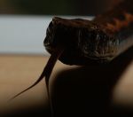 Snakes between cities