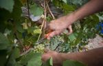 Vendemmia