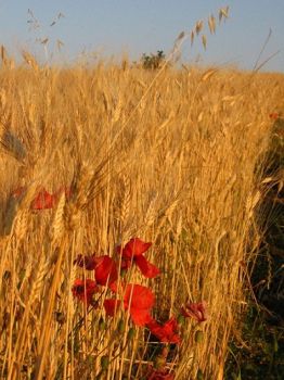 Tra spighe di grano e papaveri