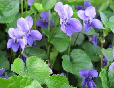 Timido raggio di sole