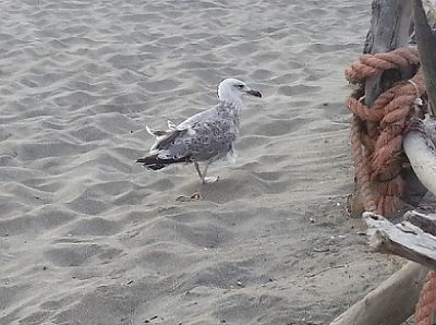 Il tuo vorrei accese il mio voglio