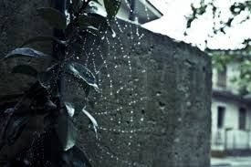 Il ragno, la pioggia, il parcheggio