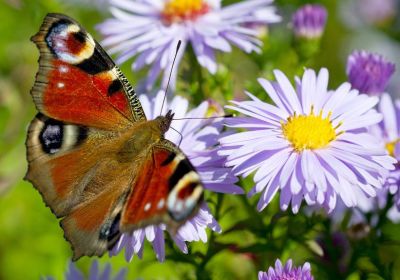 In un attimo � primavera