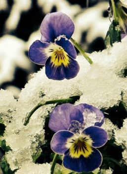 Viola d'inverno