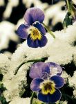 Viola d'inverno