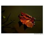 Nelle Rime del Destino