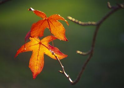 Ferma la voglia su tremor di Foglia