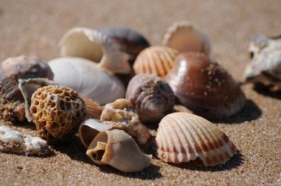 Conchiglie