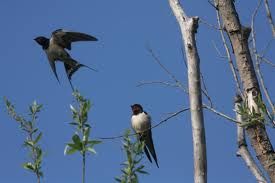 La rondine ed il cavallo
