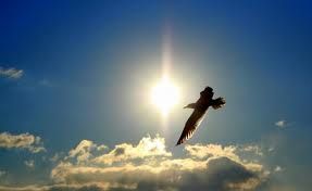 Sar� anima che ti cerca