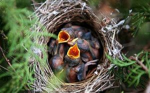L'albero e gli uccelletti