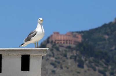 Nella casa dei gabbiani