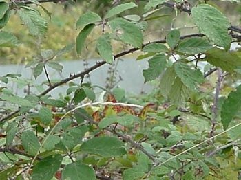 I tuoi silenzi fanno sanguinare