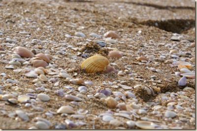 Quel giorno che hai raccolto conchiglie per me