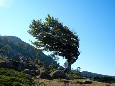 La voce di un albero