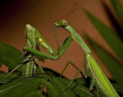 Come una mantide