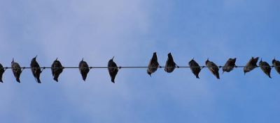 Un filo di uccellini