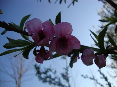 Profuma ogni cosa d'intorno