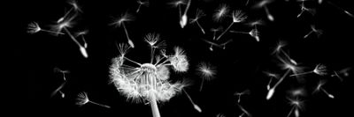 Attender� che l'uscio si spalanchi (la prigioniera)