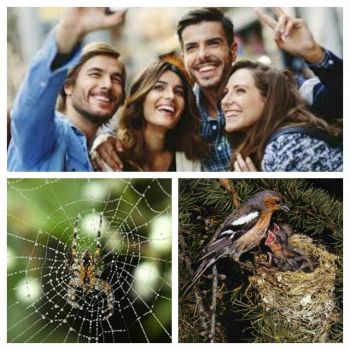 Non vi � colpa del ragno