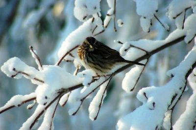 Saranno veri i fiocchi alla vetrina?
