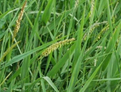 Un d� estirperemo la gramigna