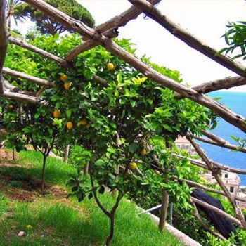 "Conosci tu il paese dove fioriscono i limoni?"