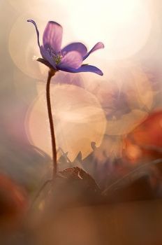 Il tremol�o d�una fiammella