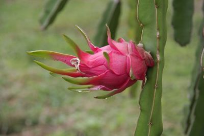 Sacrificando il fiore