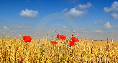 Delle parole ho fatto un rogo