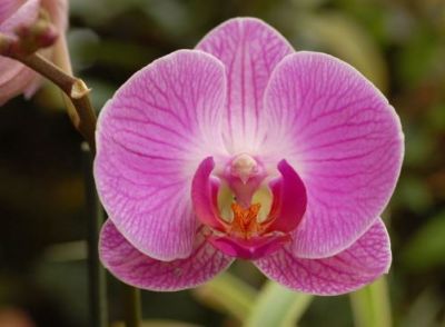 Come l�orchidea