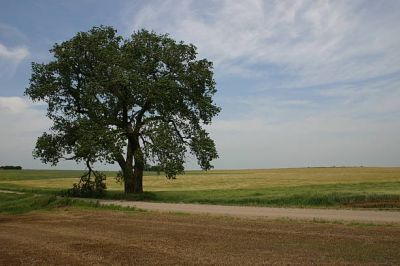 La solitudine dei puri e degli onesti